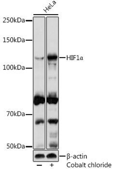 Anti-HIF1Alpha Antibody (CAB11945)[KO Validated]