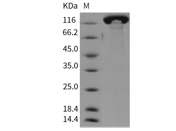 Mouse Contactin 3/CNTN3 Recombinant Protein (His Tag) (RPES1060)