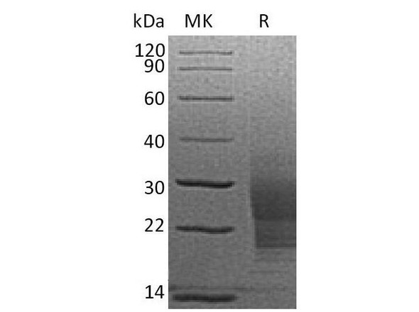 Mouse SCF/c-Kit Ligand Recombinant Protein (RPES1231)