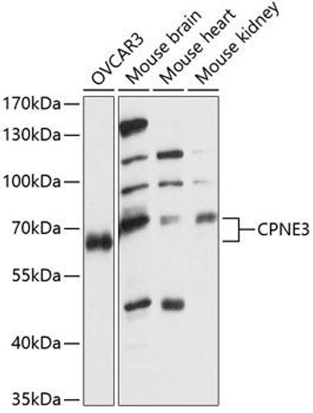 Anti-CPNE3 Antibody (CAB14689)