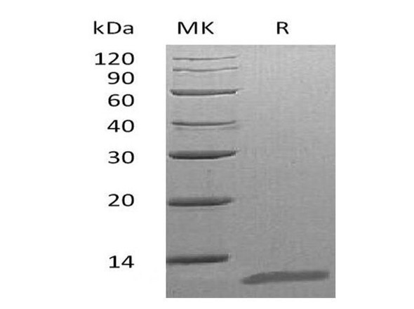 Mouse Interleukin3/IL3 Recombinant Protein (Active) (RPES1436)