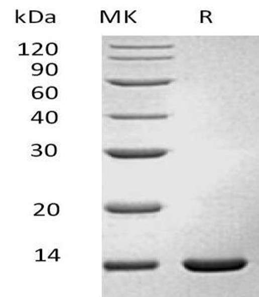 Recombinant Mouse Interferon gamma/IFNG Protein (E.coli) (RPES1449)