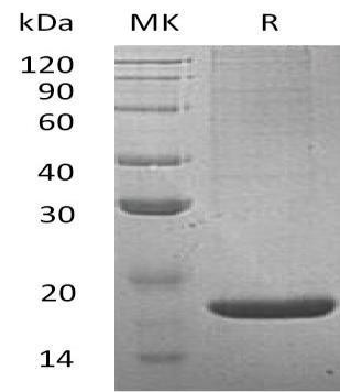 Mouse Lithostathine-2/REG2 Recombinant Protein (RPES2128)