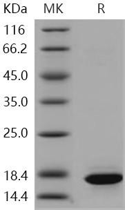 Human Histone H3.1/HIST1H3A/H3FA Recombinant Protein (RPES2514)