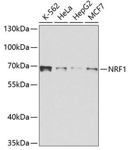 Anti-NRF1 Mouse Monoclonal Antibody (CAB5264)