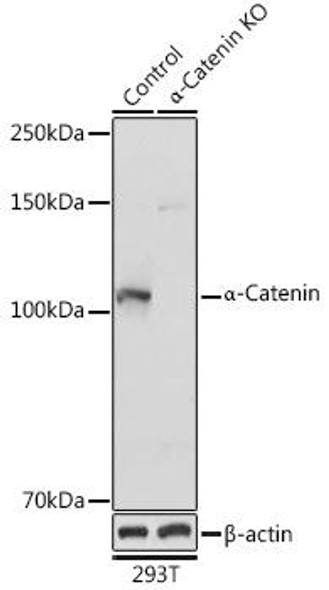Anti-Alpha-Catenin Antibody (CAB5635)[KO Validated]