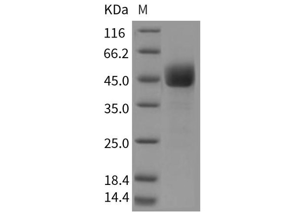 Mouse CD3d/CD3 delta Recombinant Protein (Fc Tag) (RPES2810)