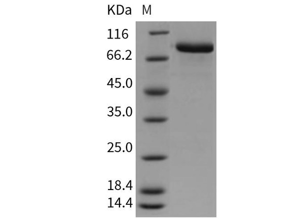 Mouse MFI2/CD228 Recombinant Protein (His Tag) (RPES3339)