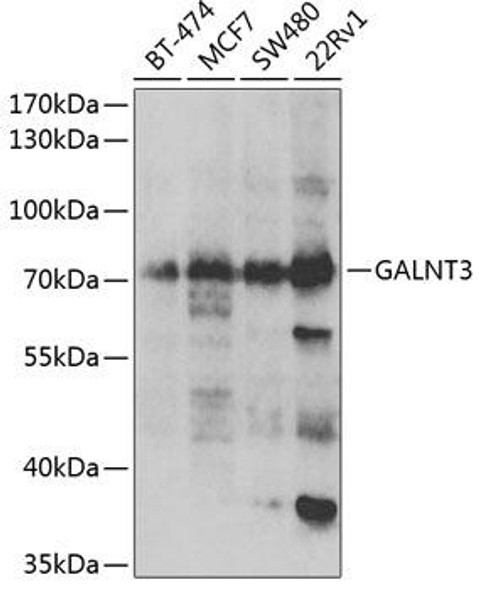 Anti-GALNT3 Antibody (CAB6596)