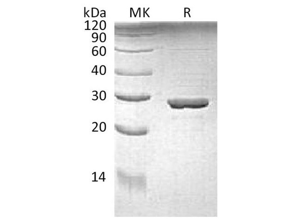 E.coli Trp A Recombinant Protein (RPES3411)