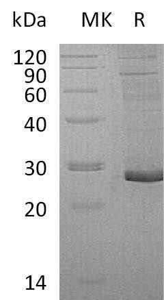 Human Proteoglycan 3/PRG3 Recombinant Protein (RPES3423)