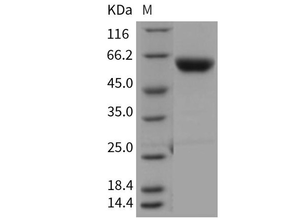Mouse Carboxypeptidase B2/CPB2 Recombinant Protein (His Tag) (RPES3479)