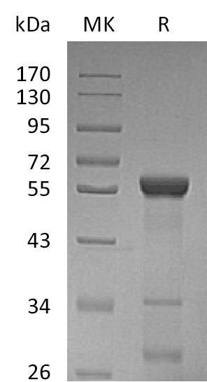 Human LACTB2 Recombinant Protein (RPES3570)