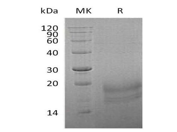 Human INSL3 Recombinant Protein (RPES3589)