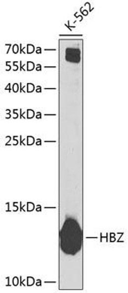 Anti-HBZ Antibody (CAB6920)