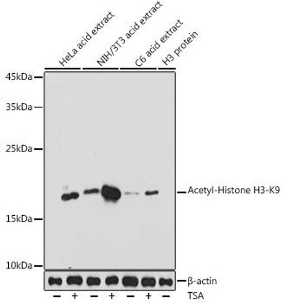 Anti-Acetyl-Histone H3-K9 Antibody (CAB7255)