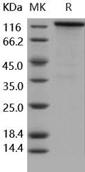 Human/Rhesus HER4/ErbB4 Recombinant Protein (Fc Tag) (Active) (RPES3882)