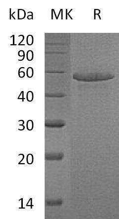 Human Calmegin/CLGN Recombinant Protein (RPES3953)