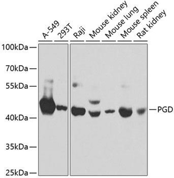 Anti-PGD Antibody (CAB7710)
