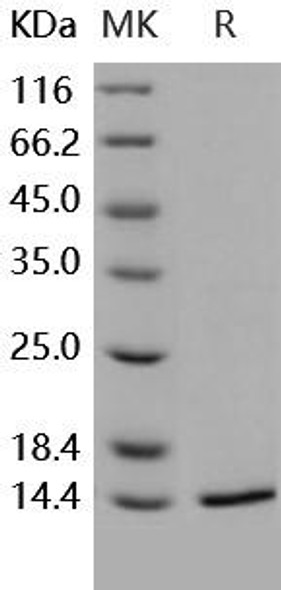 Human FKBP12 Recombinant Protein (RPES4938)