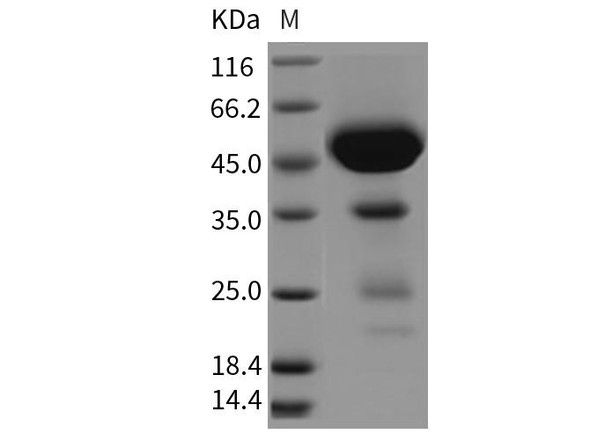Rat CLEC2D/OCIL Recombinant Protein (Fc Tag) (RPES5099)