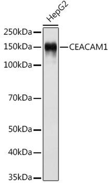 CEACAM1 Rabbit Monoclonal Antibody (CAB11626)