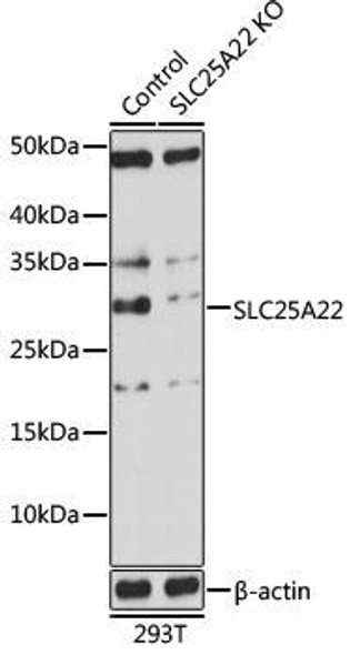 [KO Validated] SLC25A22 Rabbit Polyclonal Antibody (CAB17772)