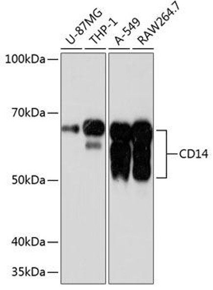 Anti-CD14 Antibody (CAB19011)