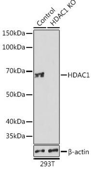 Anti-HDAC1 Antibody [KO Validated] (CAB19571)