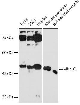MKNK1 Rabbit Polyclonal Antibody (CAB18429)