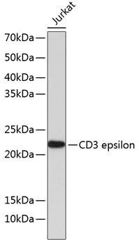 CD3E Rabbit Monoclonal Antibody (CAB19017)