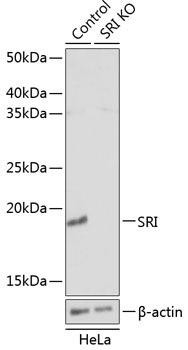 [KO Validated] SRI Rabbit Polyclonal Antibody (CAB19921)