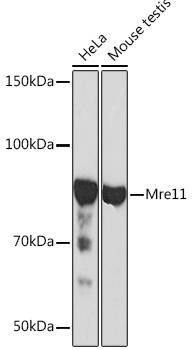 MRE11 Rabbit Monoclonal Antibody (CAB4222)