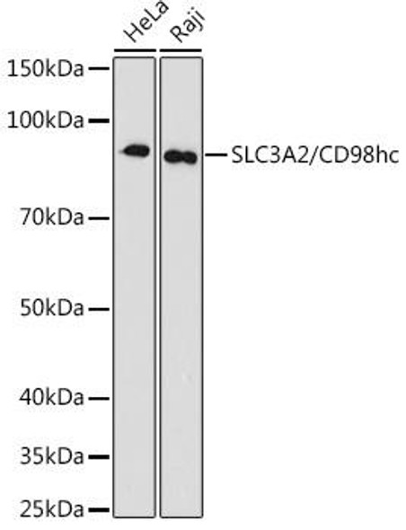 Anti-SLC3A2/CD98hc Antibody (CAB3658)