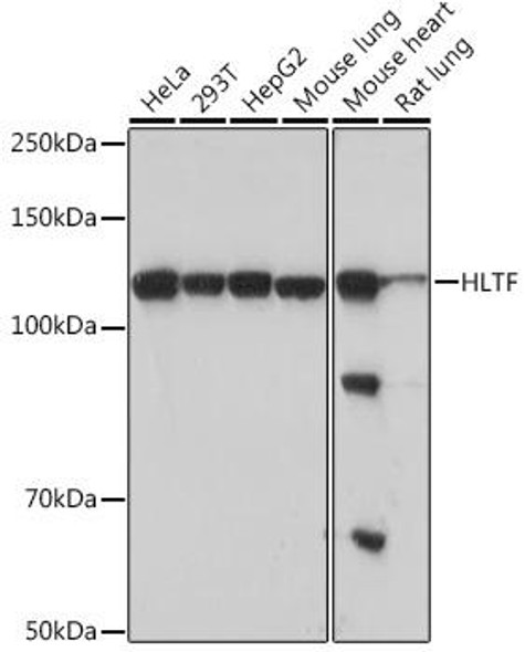Anti-HLTF Antibody (CAB5068)