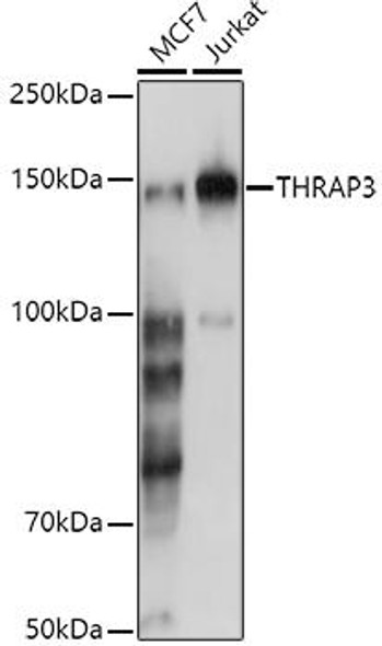 Anti-THRAP3 Antibody (CAB9396)