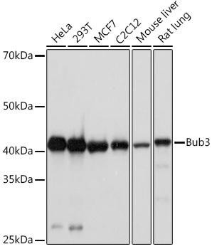 BUB3 Rabbit Monoclonal Antibody (CAB8831)