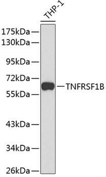 Anti-TNFRSF1B Antibody (CAB0387)
