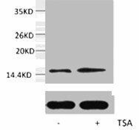Acetyl-Histone H2B (Lys20) Antibody (PACO00161)