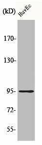 CDH26 Antibody (PACO00498)