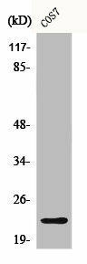 CBLN2 Antibody (PACO00587)