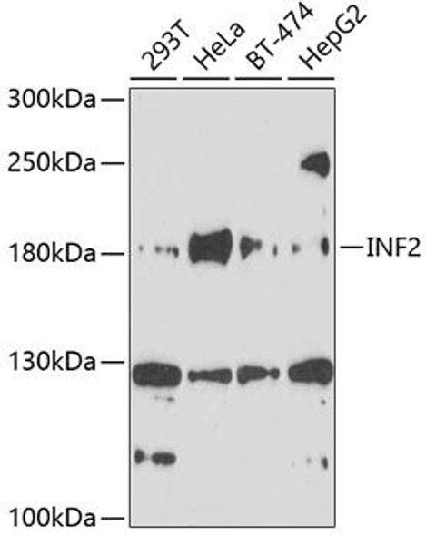Anti-INF2 Antibody (CAB10038)