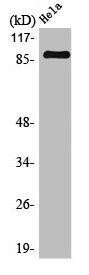 MARK1/MARK2/MARK3/MARK4 Antibody (PACO01041)