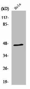 RNF130 Antibody (PACO01456)