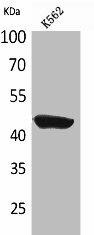 CD1E Antibody (PACO01948)