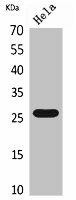CD302 Antibody (PACO02148)
