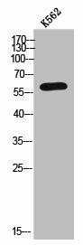ARSK Antibody (PACO02532)