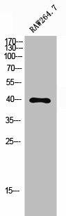 PHLDA1 Antibody (PACO02724)