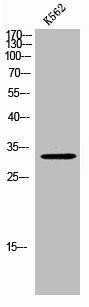 FOXE3 Antibody (PACO02744)