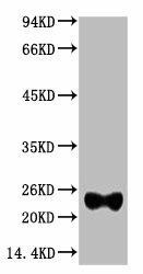 Anti-IgG (Light Chain Specific) Antibody (MACO0156)